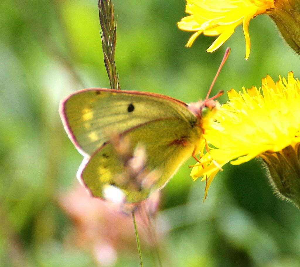 Colias alfacariensis? No, C. phicomone